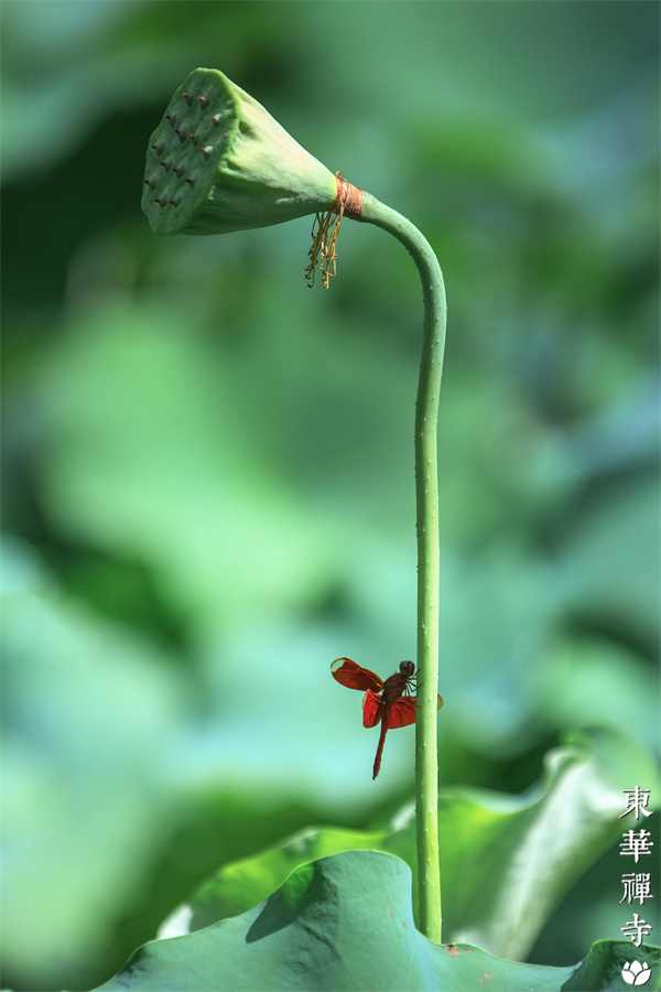 （多圖）大暑 | 東華禪寺見證盛夏的熾熱與沉澱